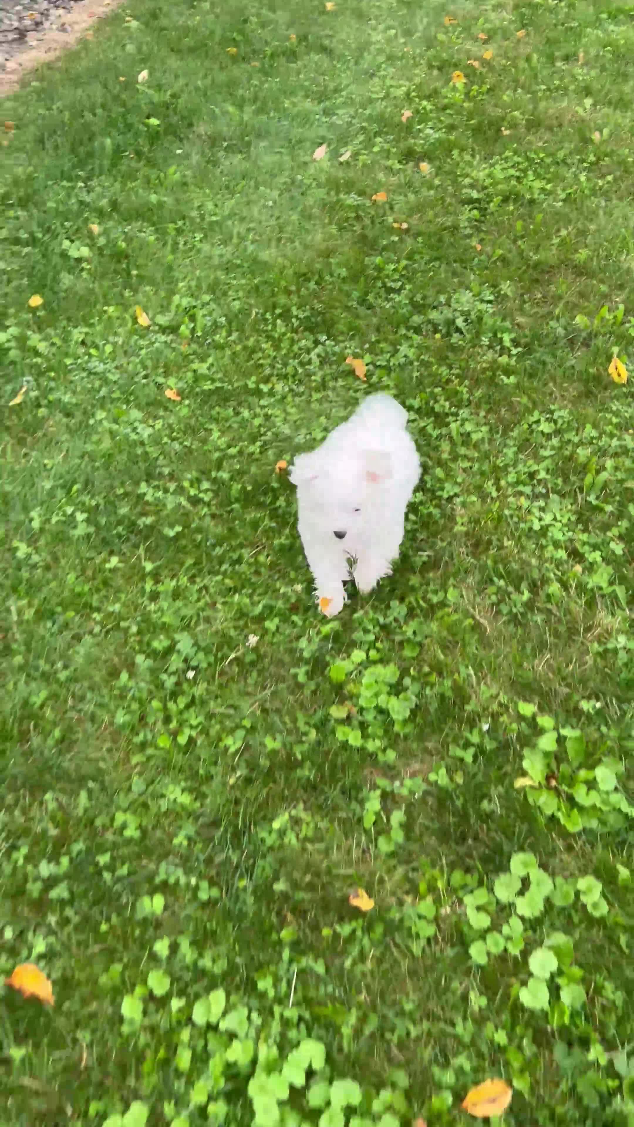 Maltese dogs for sale: Rocky - Video 1