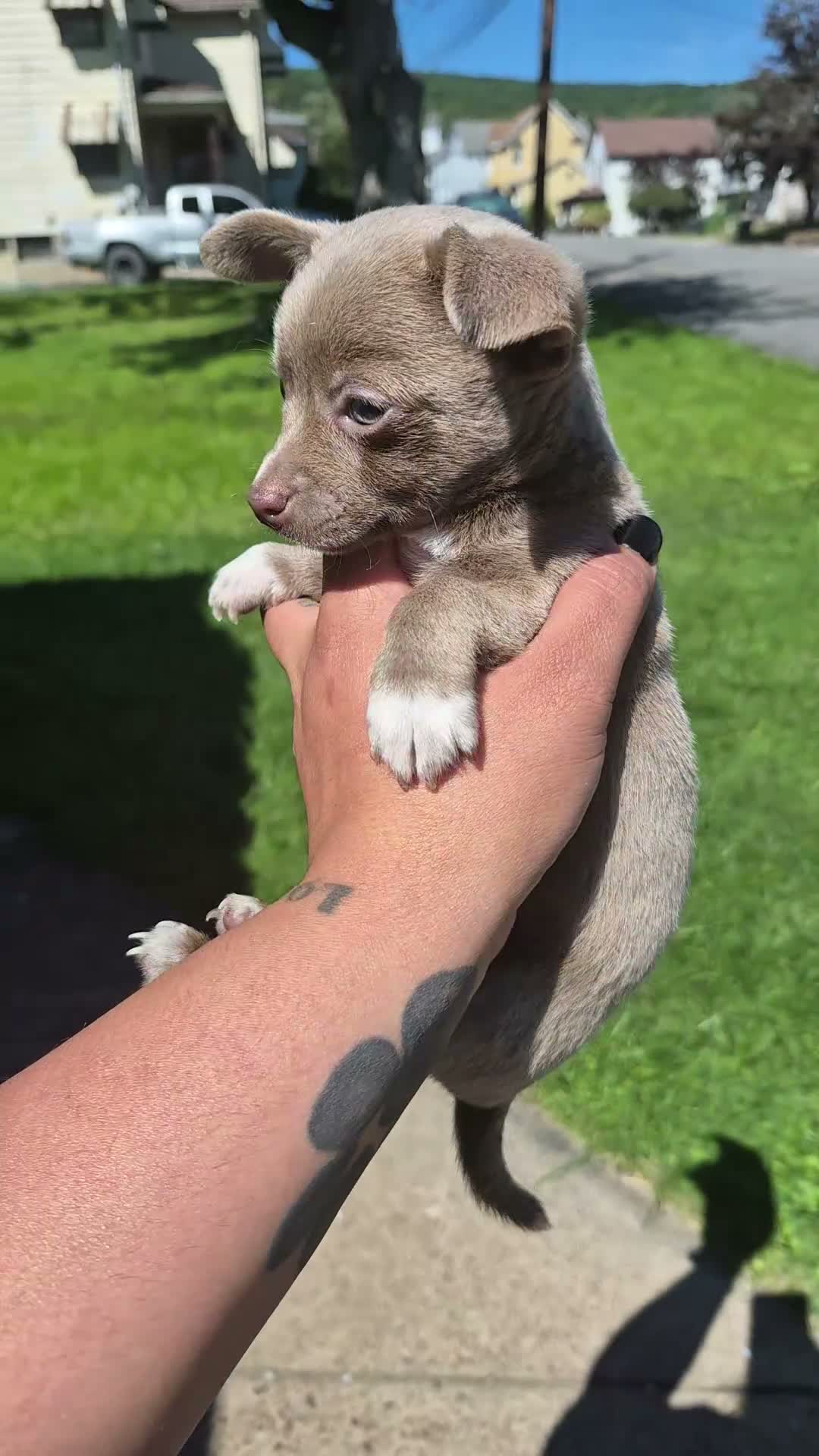 Chihuahua dogs for sale: Chihuahua 1 - Video 1