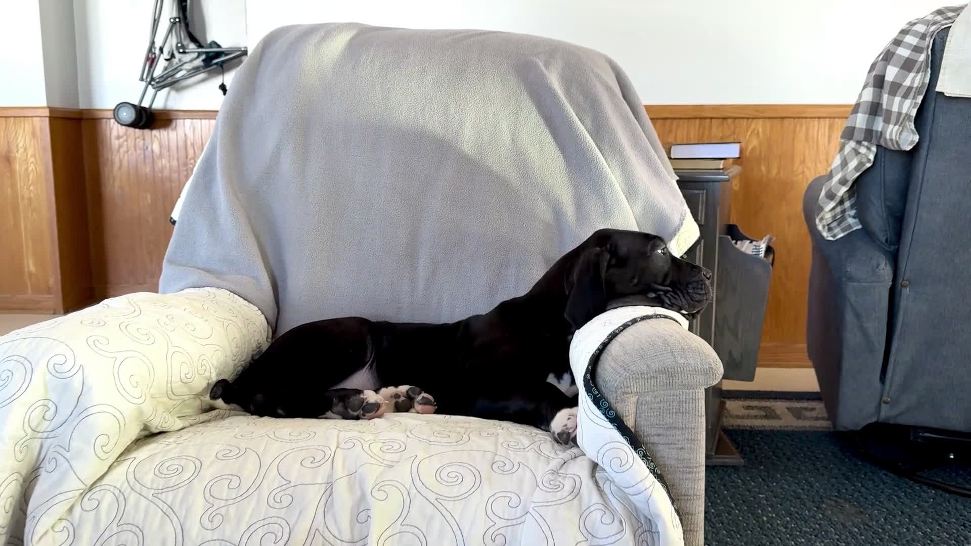 Great Dane dogs for sale: Noel - Video 1