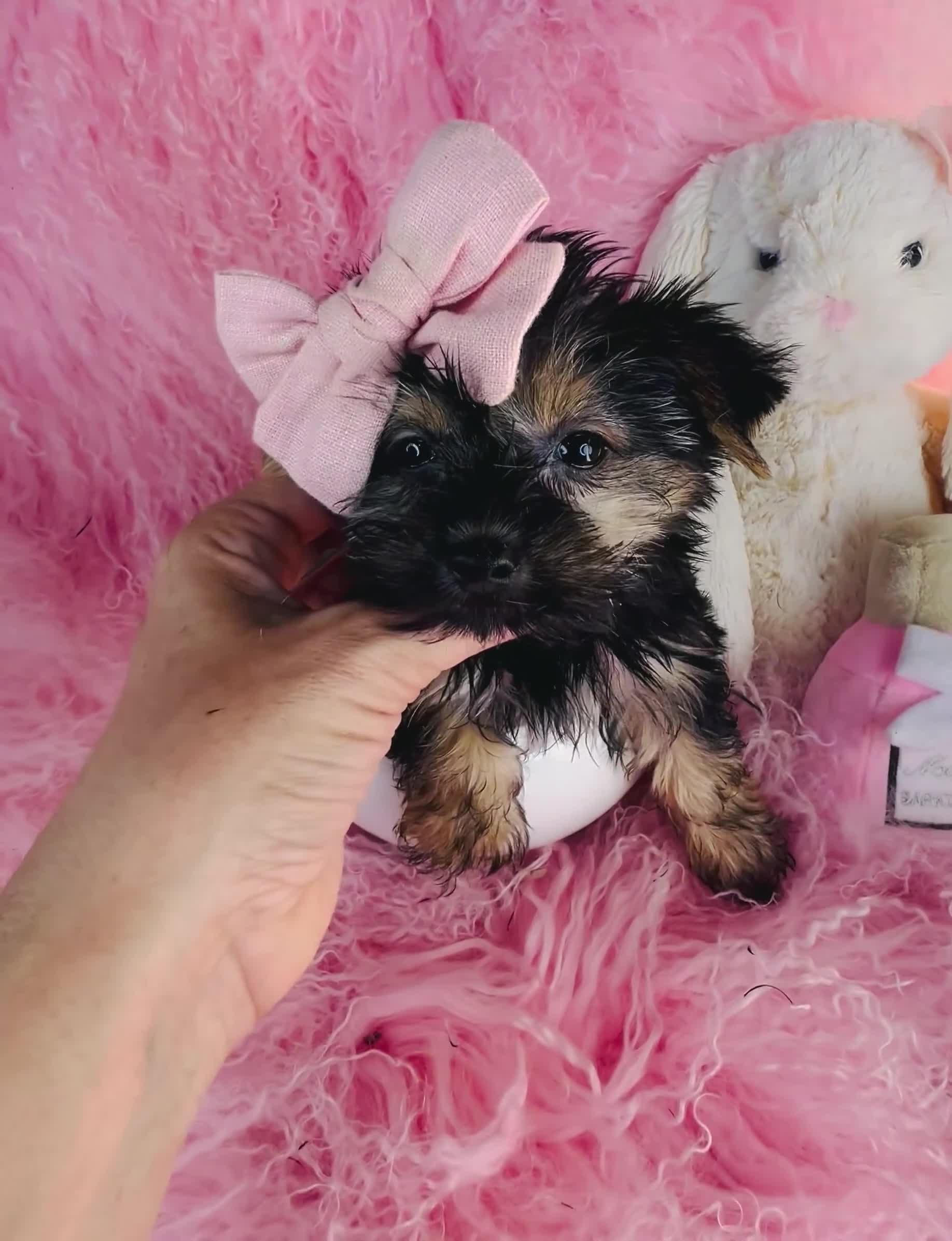 Yorkshire Terrier dogs for sale: Yorkshire Terrier 1 - Video 1
