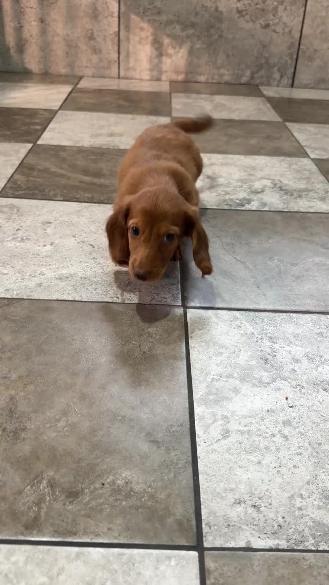 Miniature Dachshund dogs for sale: Hunter - Video 1