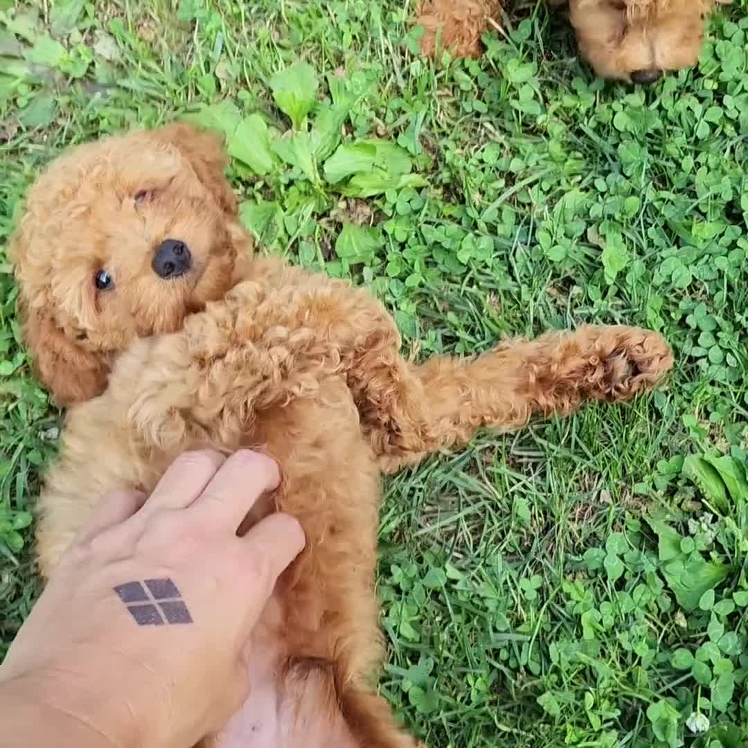 Mini Goldendoodle dogs for sale: Bruno red collar - Video 1