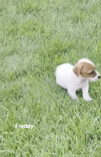 Jack Russell Terrier dogs for sale: Freddy  - Video 1