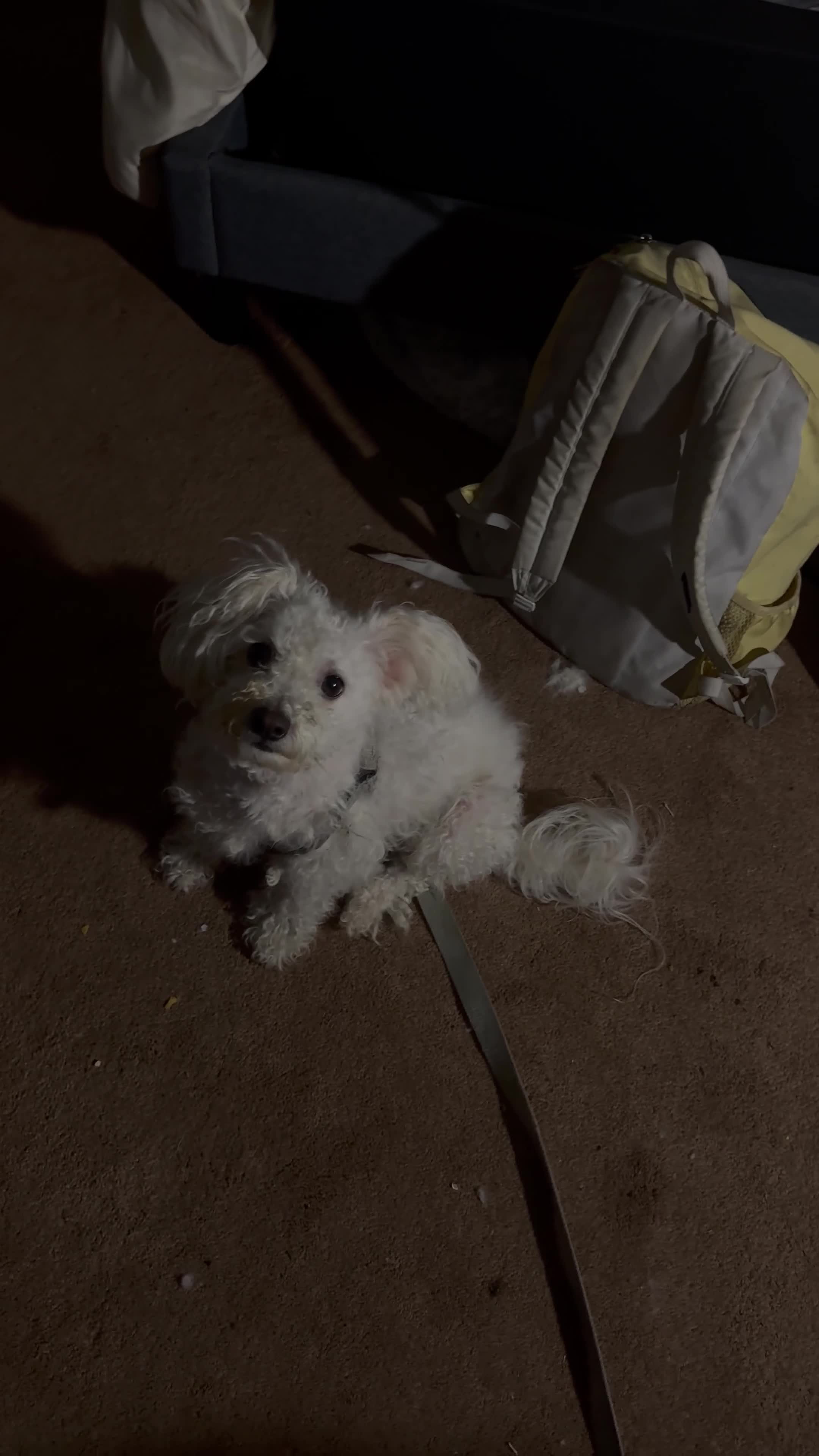 Maltese dogs for sale: Maltese Puppy 3 - Video 1