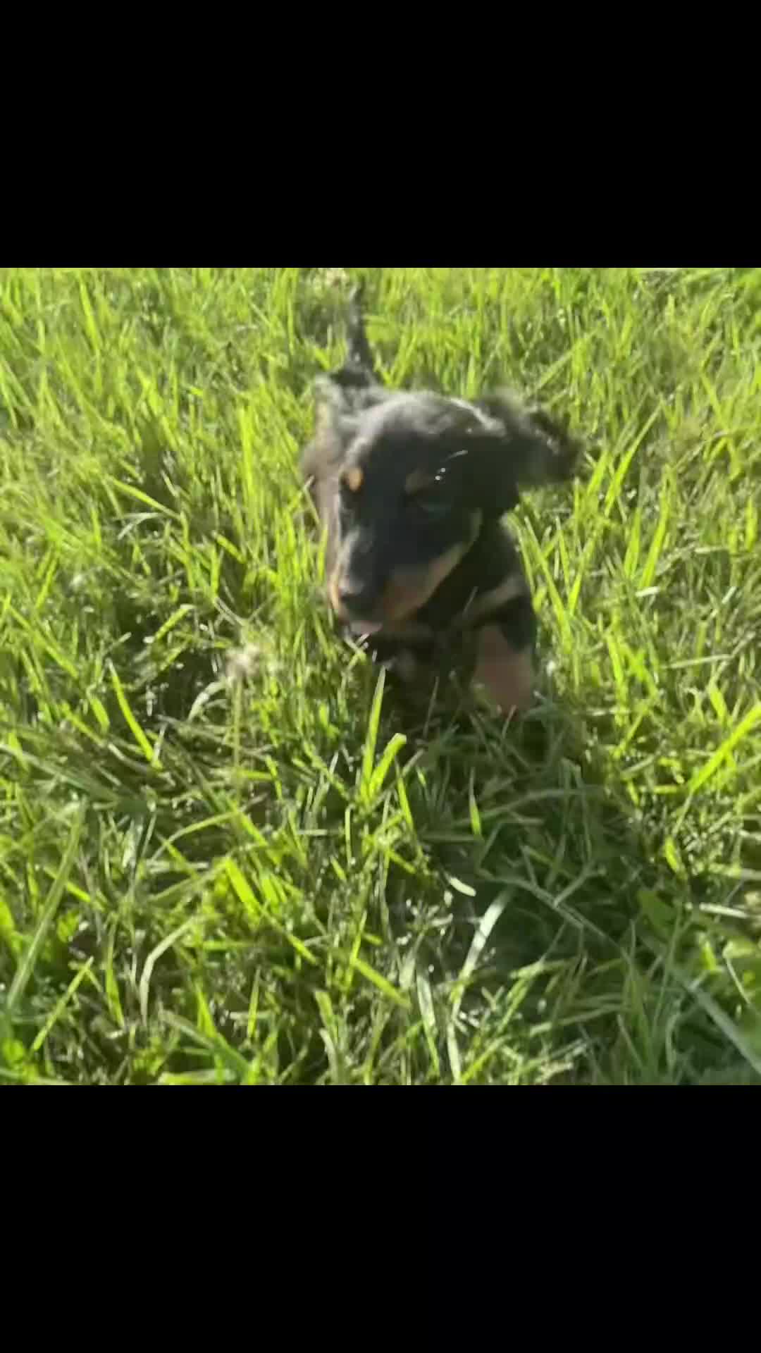 Miniature Dachshund dogs for sale: Domino - Video 1