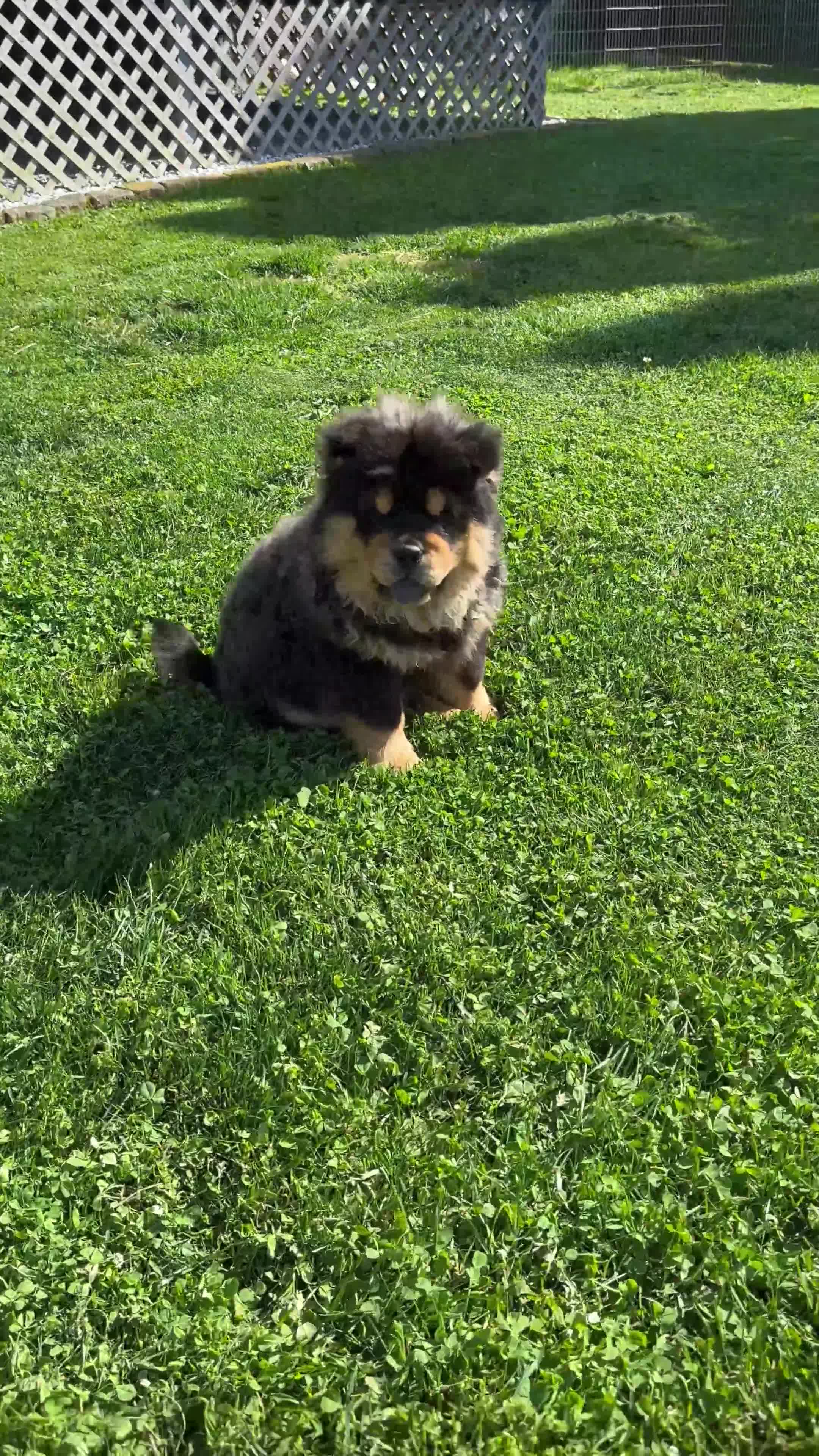 Chow Chow dogs for sale: Teddy  - Video 2