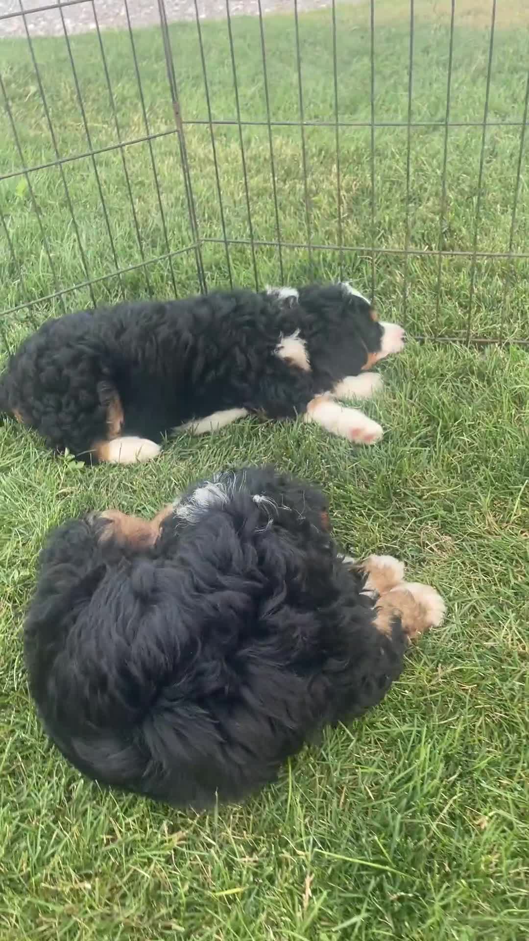 Mini Bernedoodle dogs for sale: Rocky - Video 1