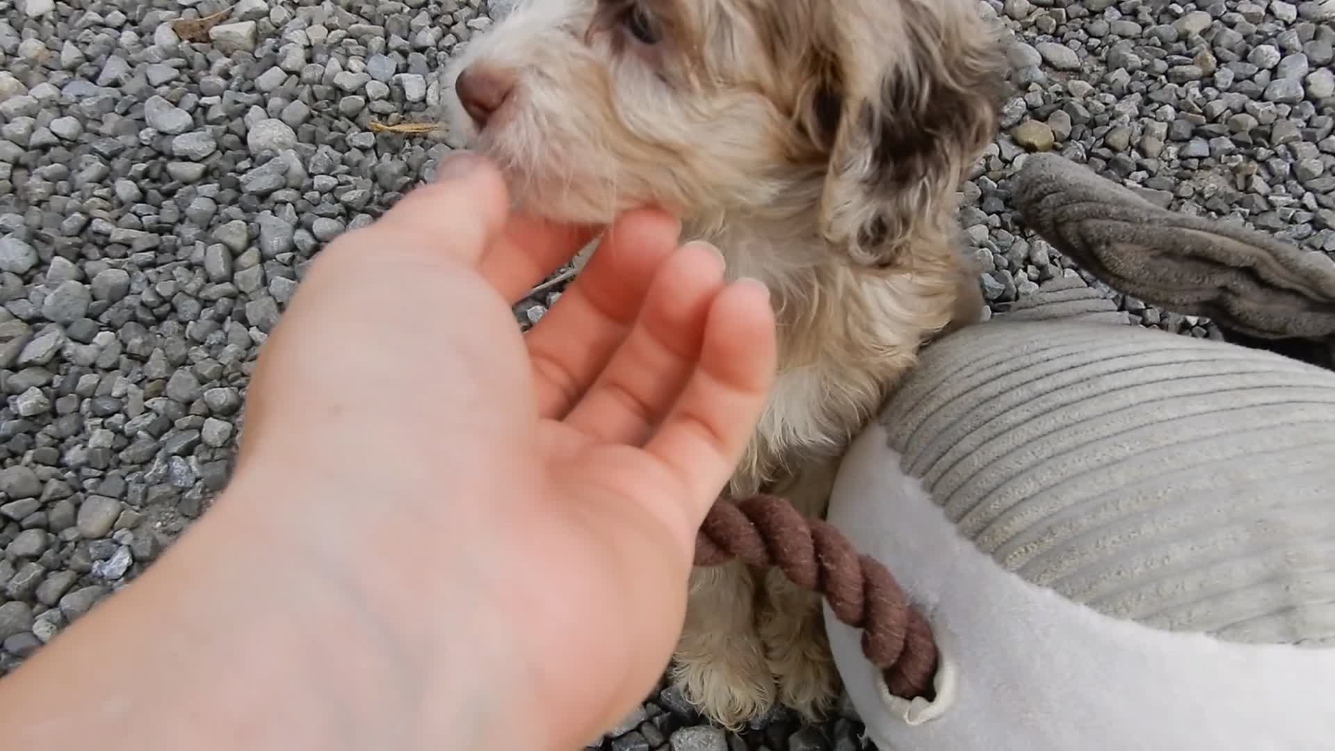 Cockapoo dogs for sale: Amber - Video 4