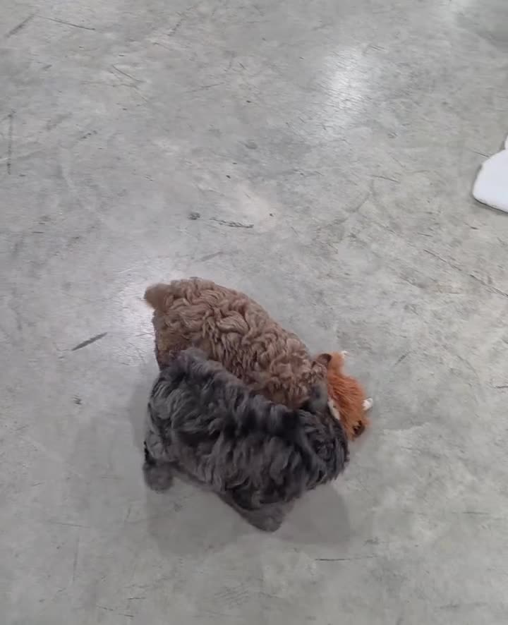 Cavapoo dogs for sale: Waffles  - Video 1