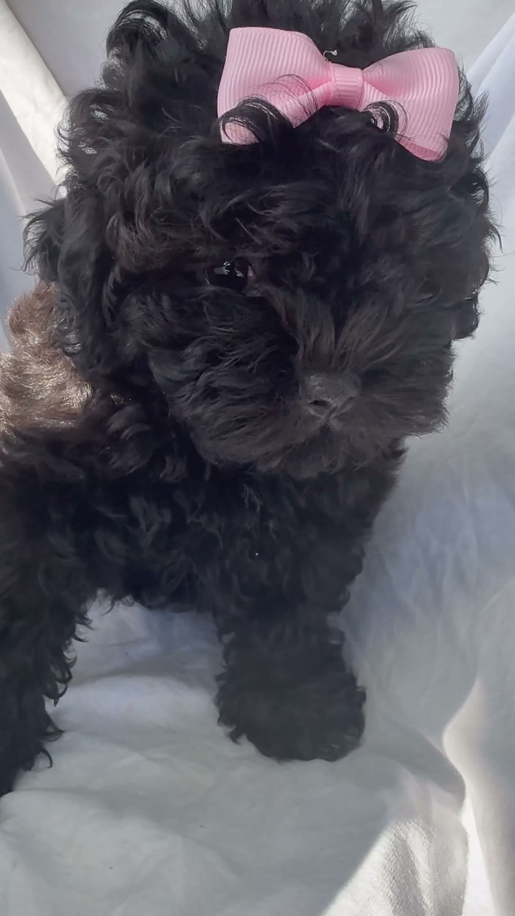 Shih Tzu dogs for sale: Pretty - Video 1