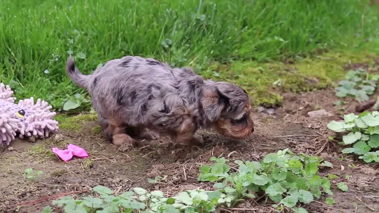 Yorkiepoo dogs for sale: Roxann - Video 2