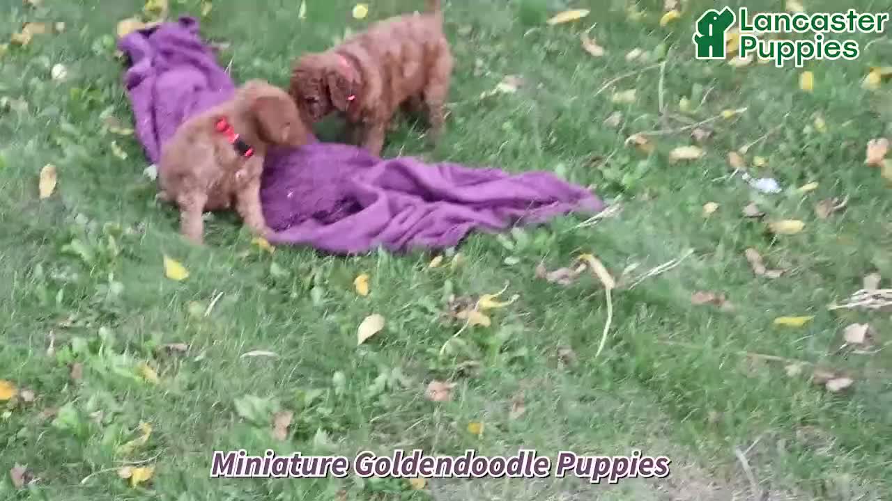 Mini Goldendoodle dogs for sale: Skittles - Video 1