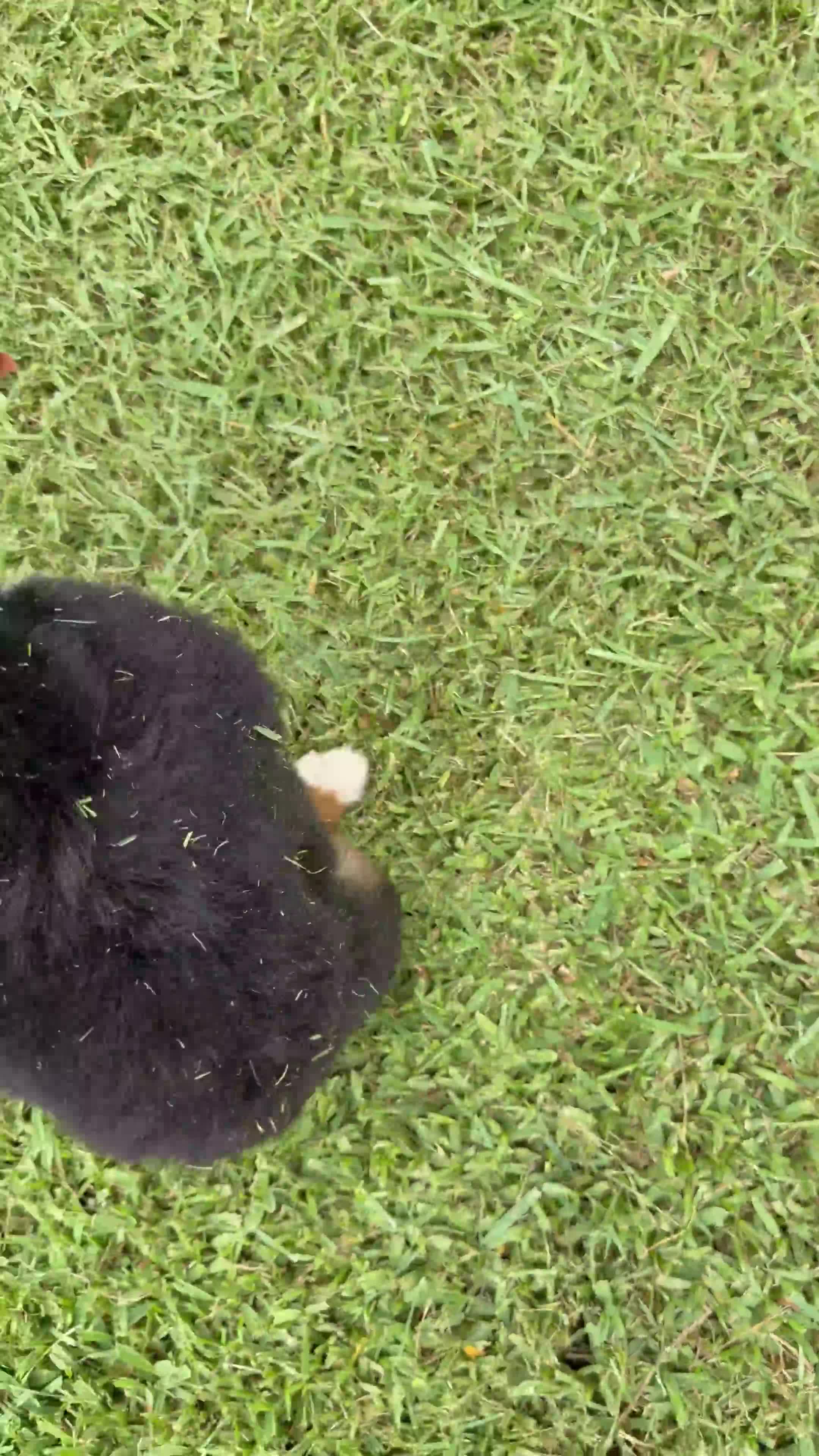 Bernese Mountain Dog dogs for sale: Bernese Mountain Dog 1 - Video 2
