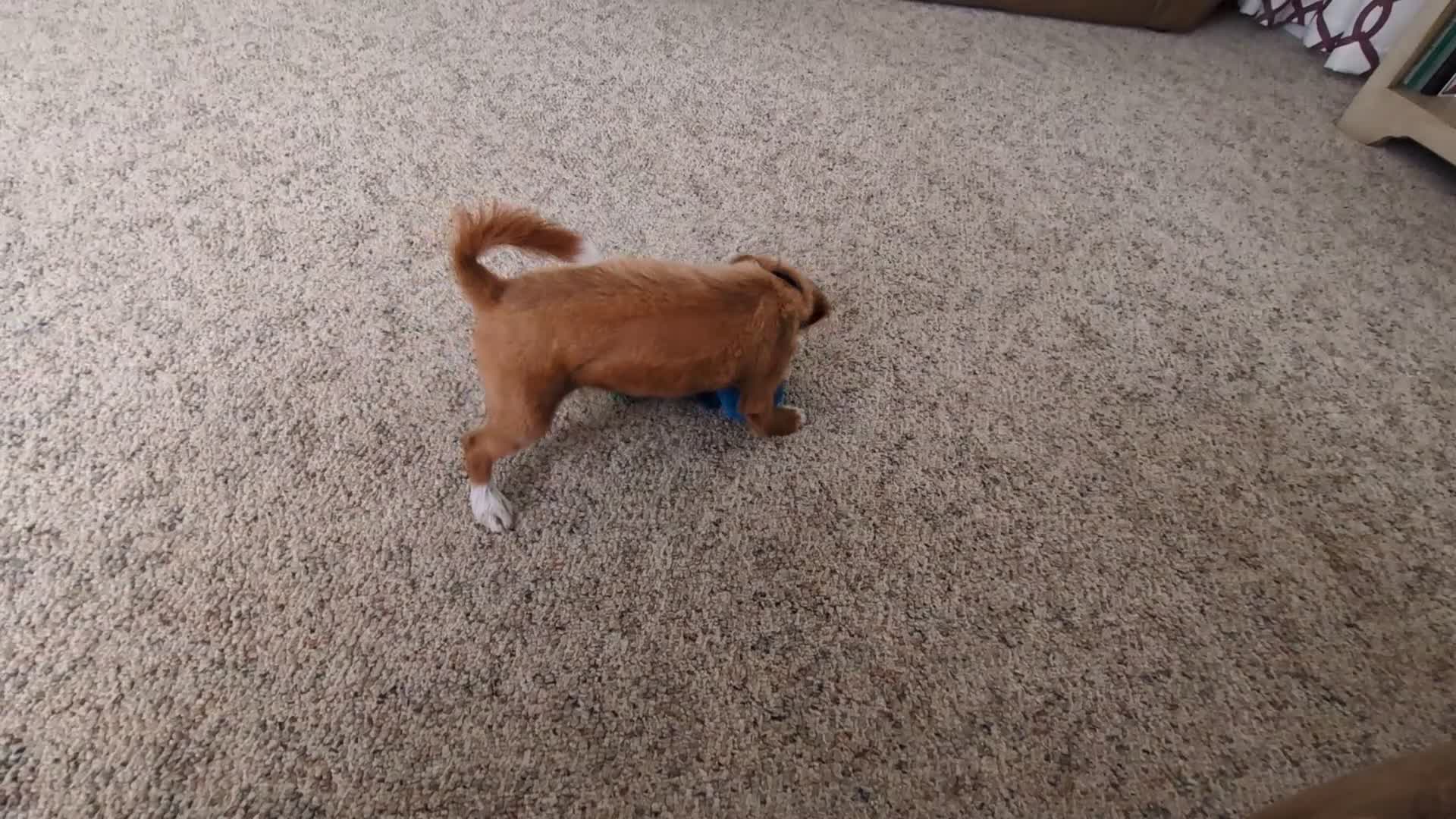 Cavapoo dogs for sale: Caramel - Video 2