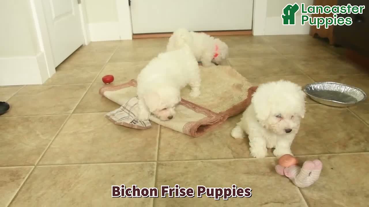 Bichon Frise dogs for sale: Lily - Video 1