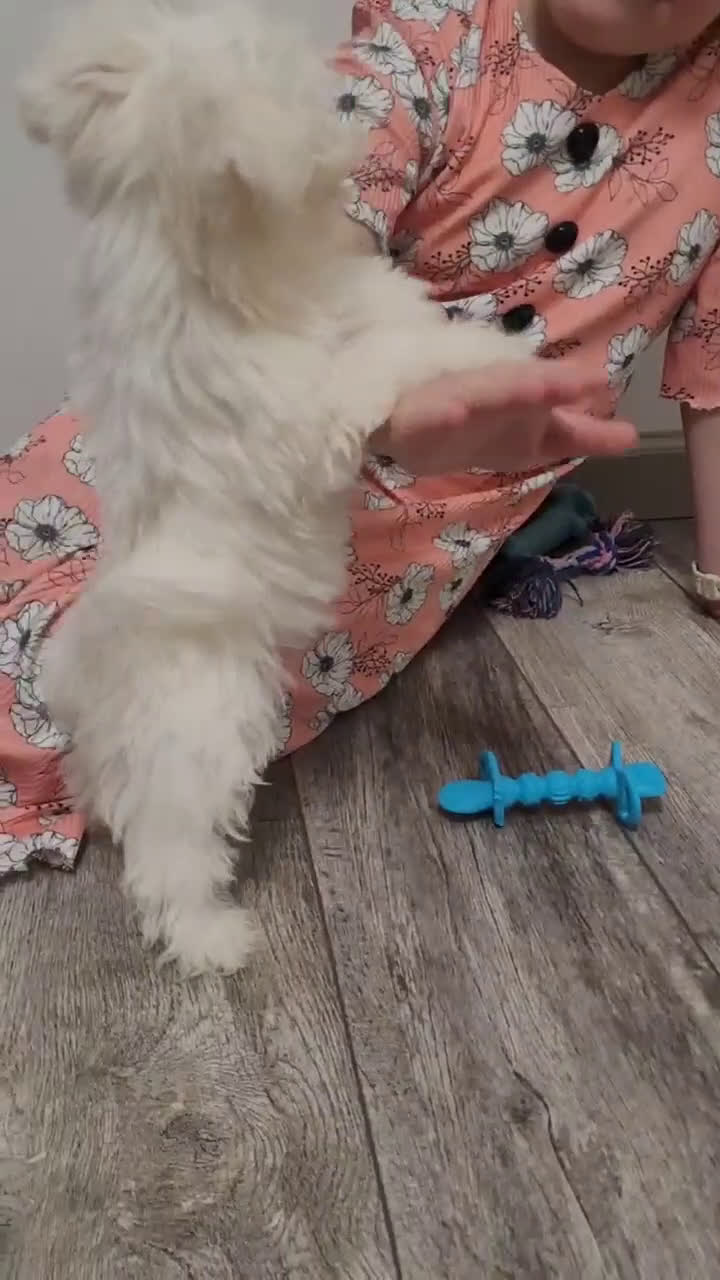 Maltese dogs for sale: Pearl - Video 1