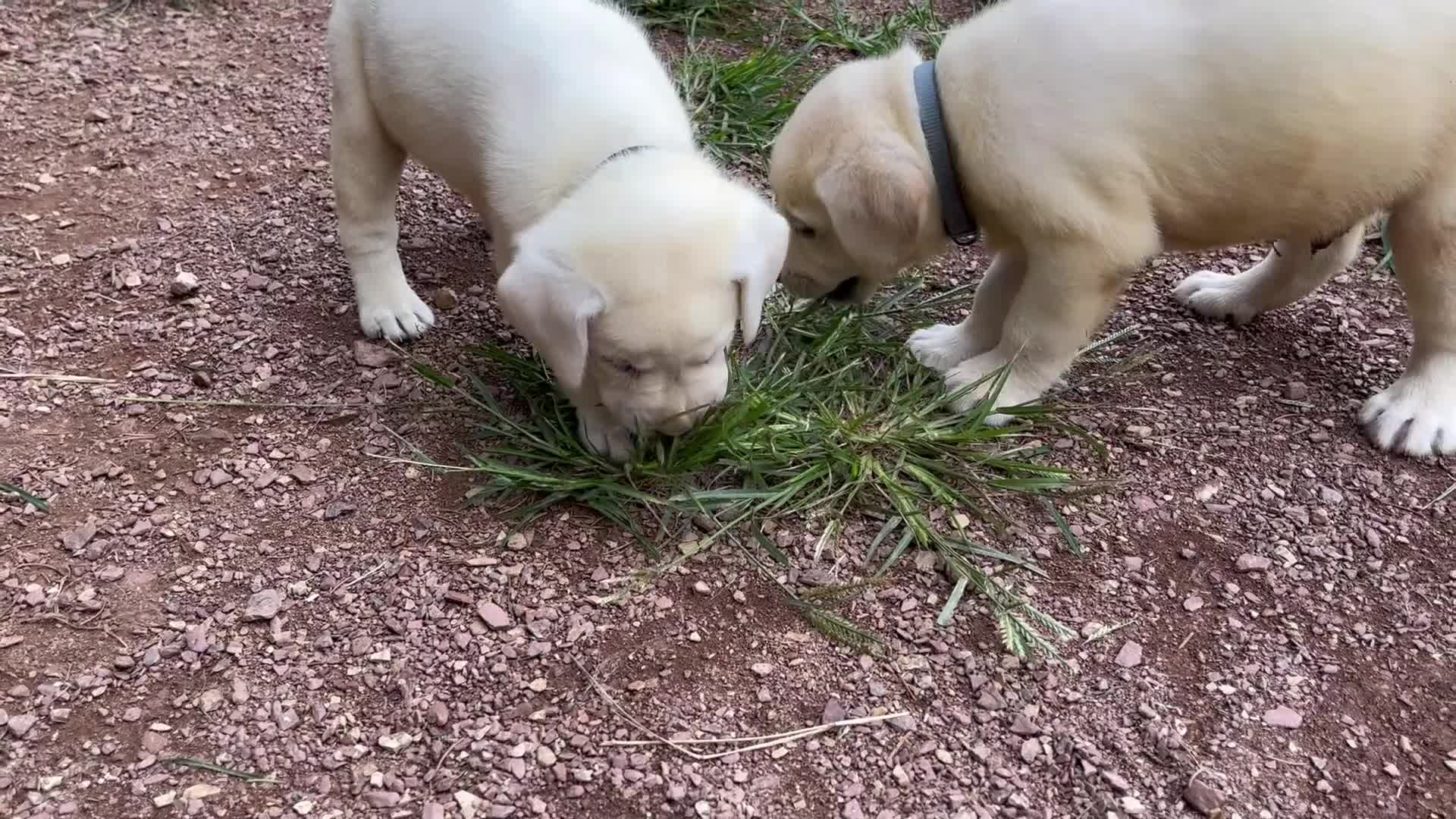 Labrador Retriever dogs for sale: Bear - Video 1