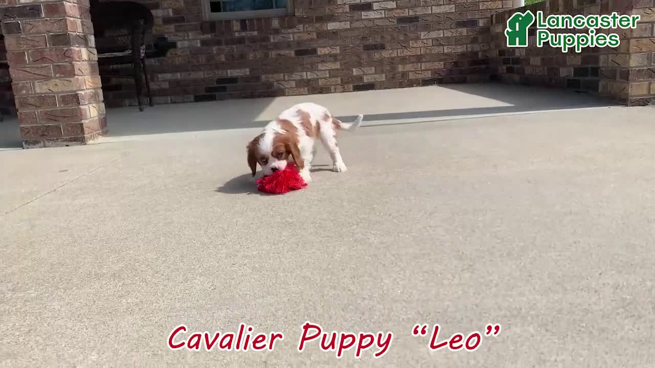 Cavalier King Charles Spaniel dogs for sale: Leo - Video 1