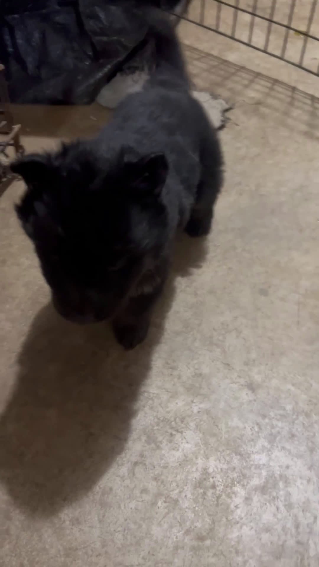 German Shepherd dogs for sale: German Shepherd Puppy 1 - Video 1