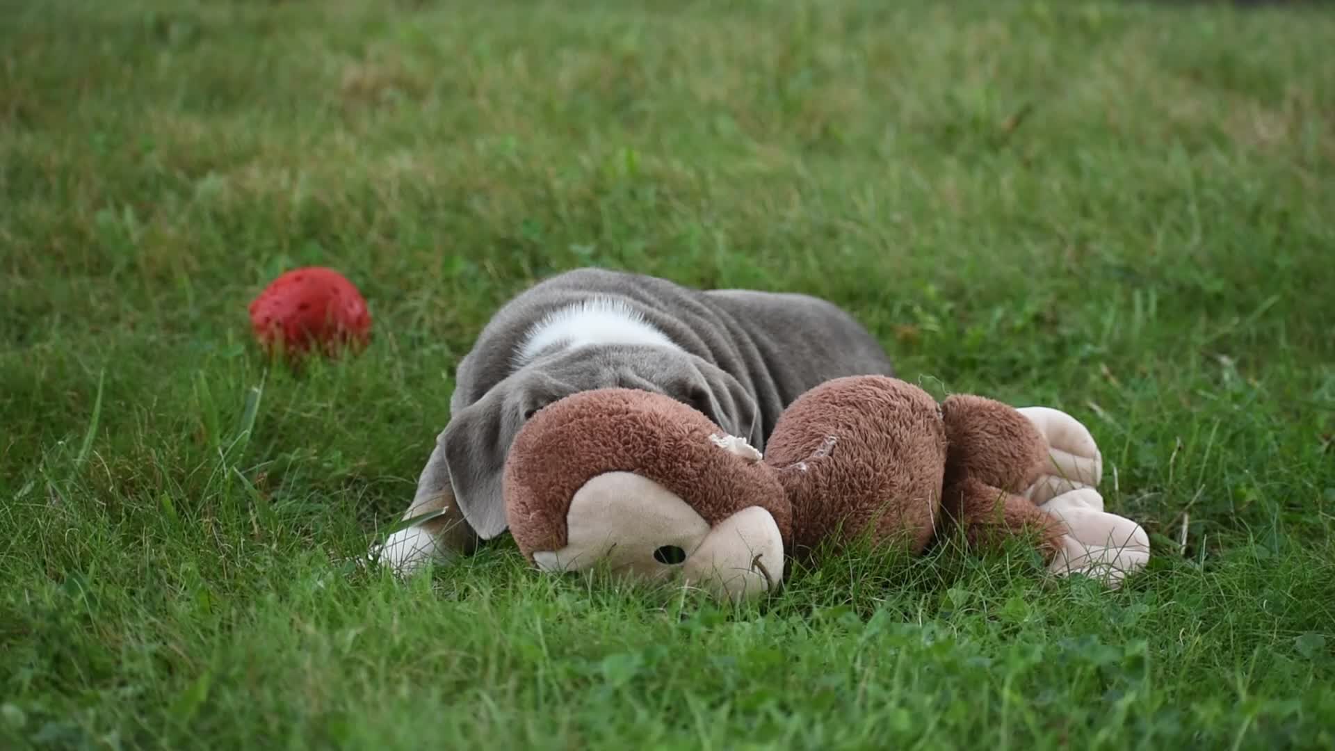 Beabull dogs for sale: Bubba - Video 1