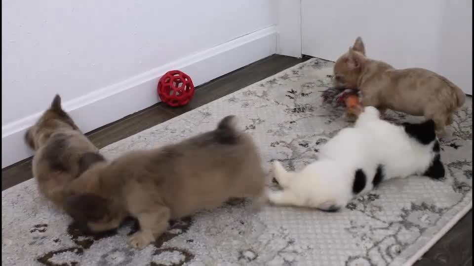 French Bulldog dogs for sale: Fluffy Lucy - Video 1