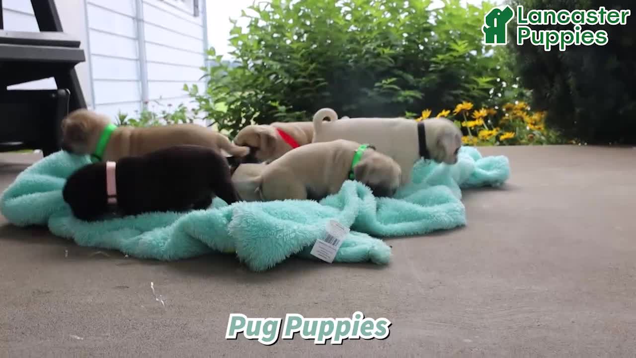 Pug dogs for sale: Brooke - Video 1