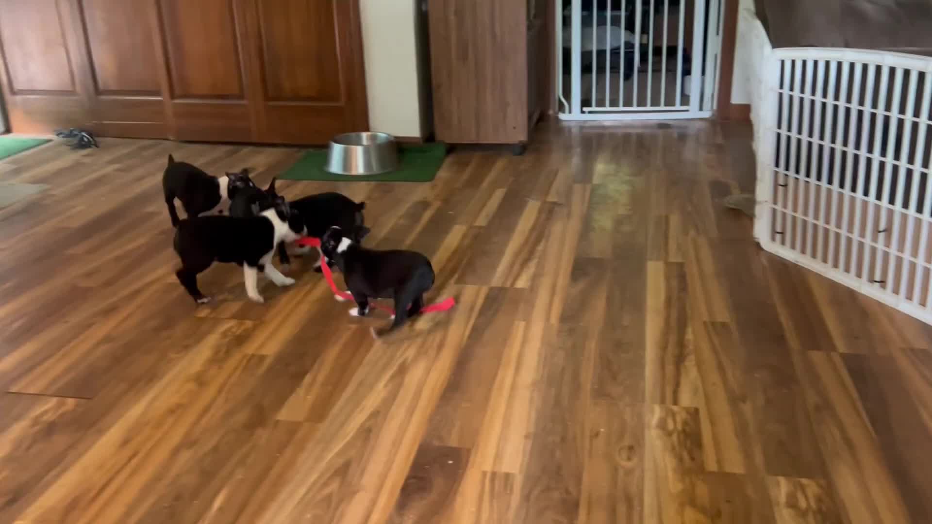 Boston Terrier dogs for sale: SALE PENDING - Video 4