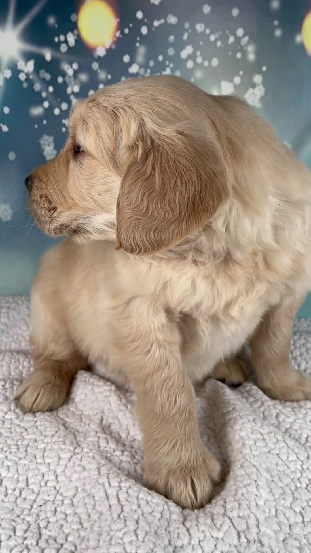 Golden Retriever dogs for sale: Everest - Video 1