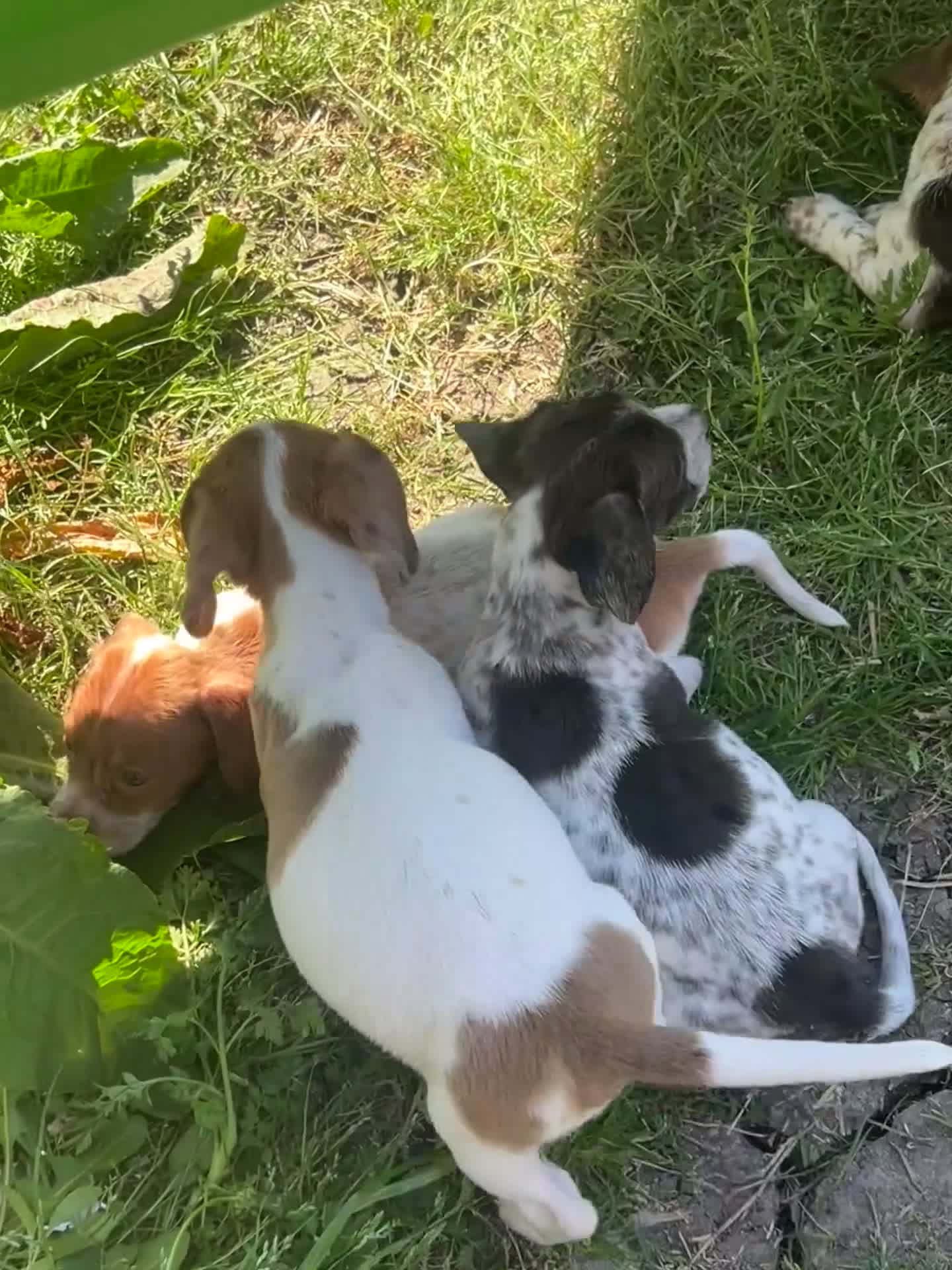 Miniature Dachshund dogs for sale: Miniature Dachshund Puppy 1 - Video 2