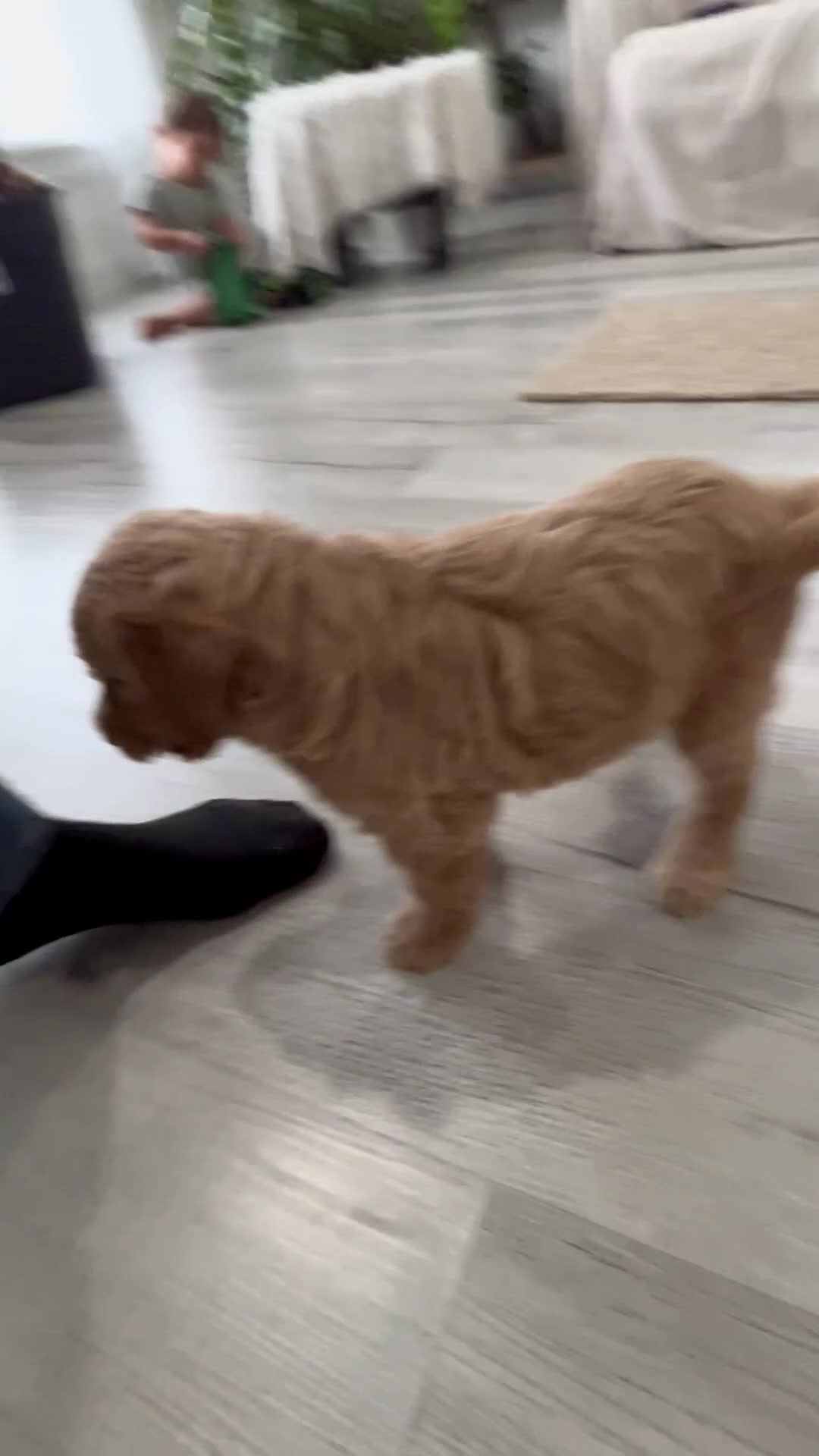 Mini Goldendoodle dogs for sale: Cedric  - Video 1