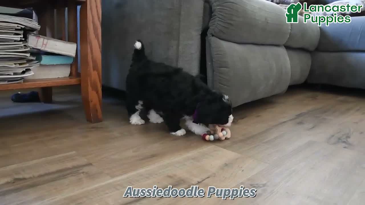 Aussiedoodle dogs for sale: Adam  - Video 1