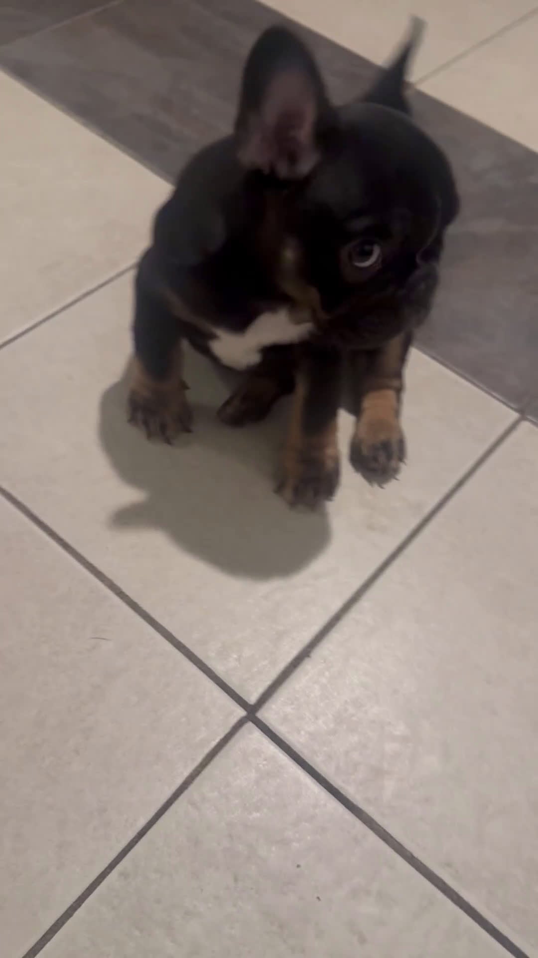 French Bulldog dogs for sale: French Bulldog Puppy 1 - Video 1