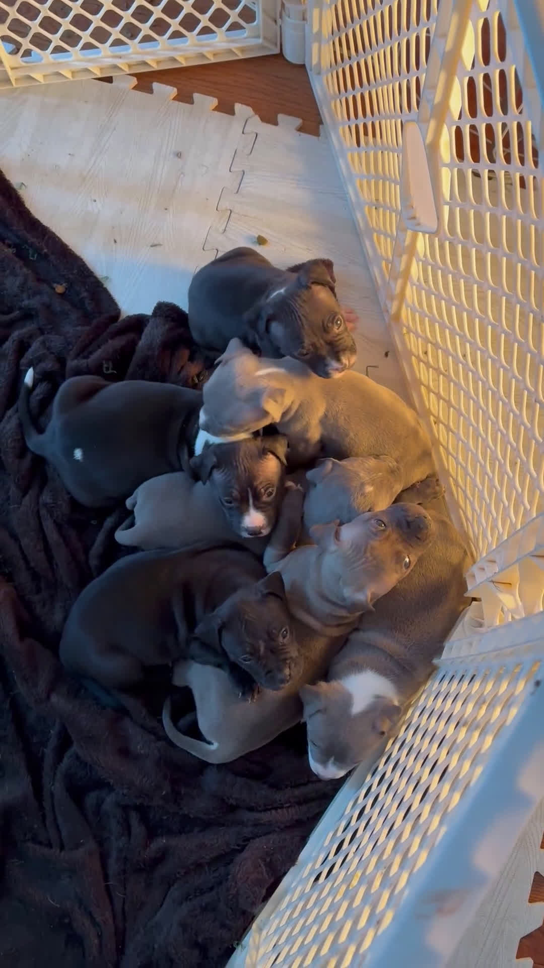 American Pit Bull Terrier dogs for sale: American Pit Bull Terrier Puppy 7 - Video 2