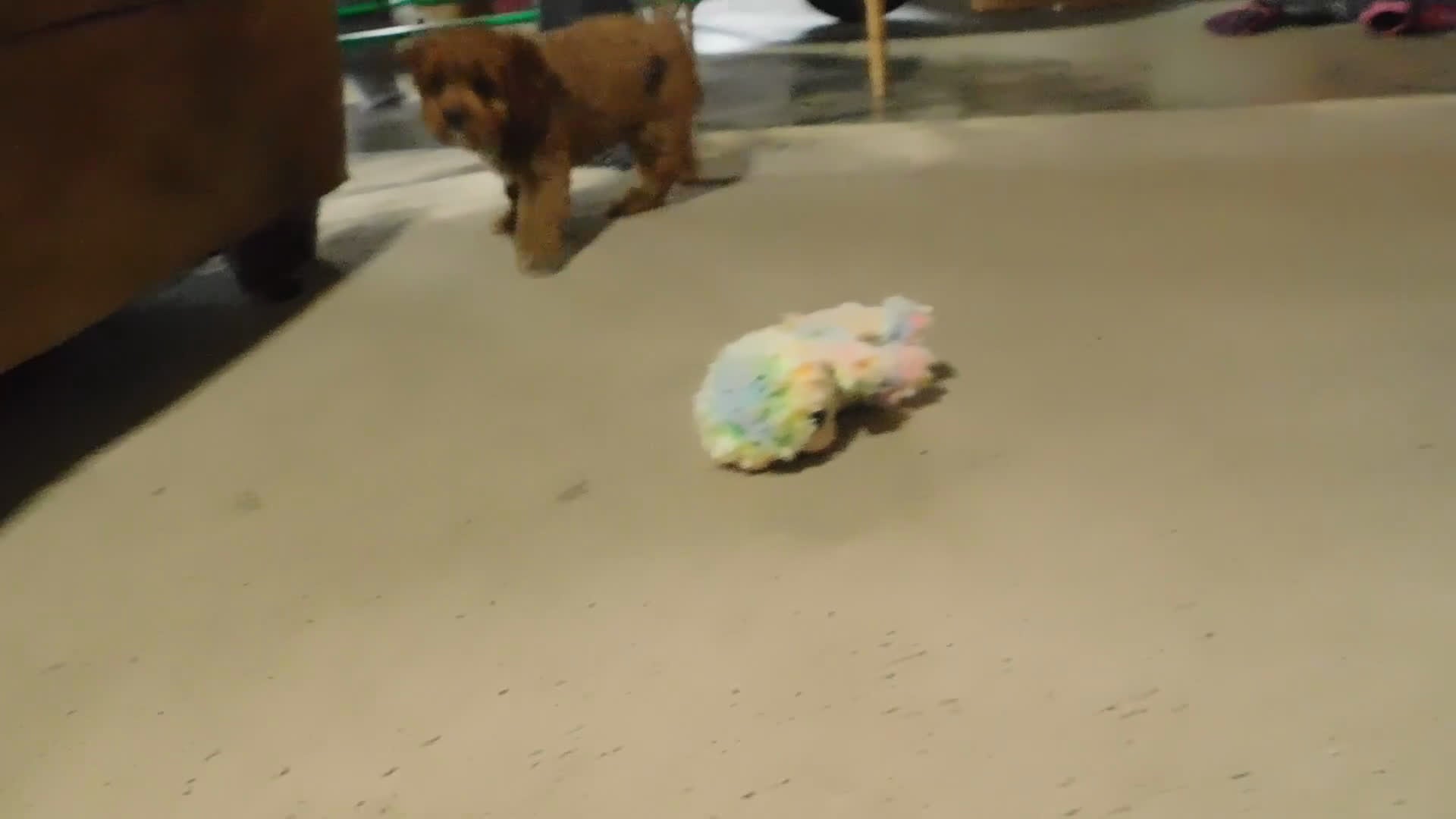 Cavapoo dogs for sale: Beau - Video 1