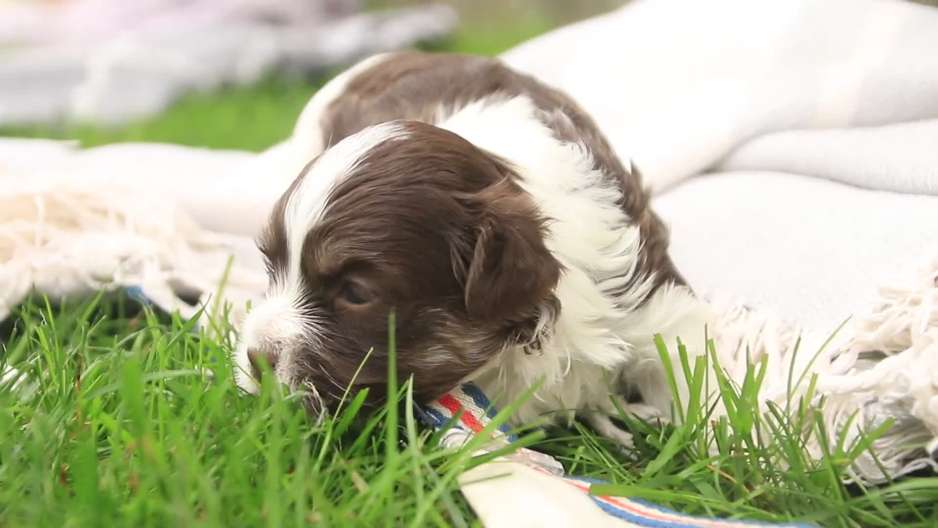 Havanese dogs for sale: Gatsby Havanese  - Video 3