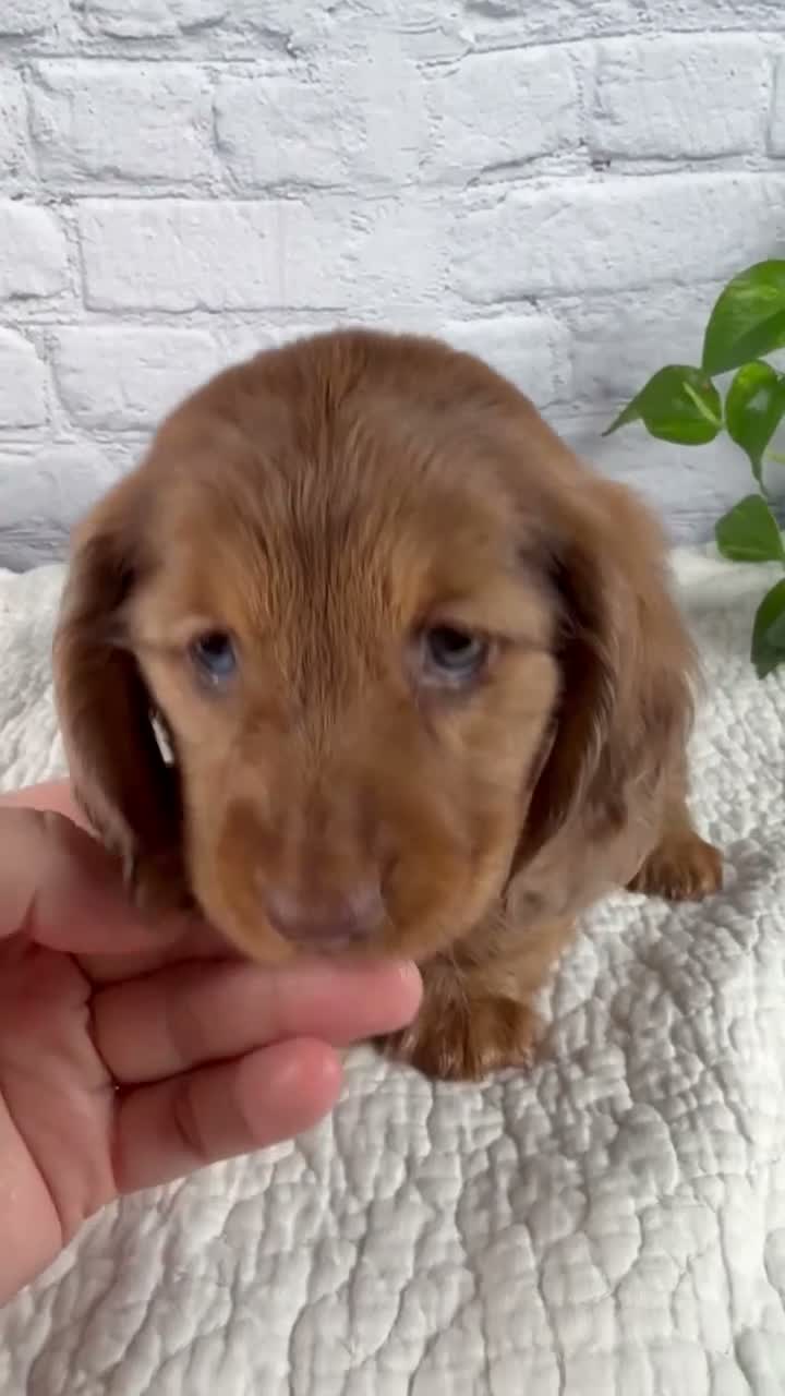 Miniature Dachshund dogs for sale: Faith - Video 1