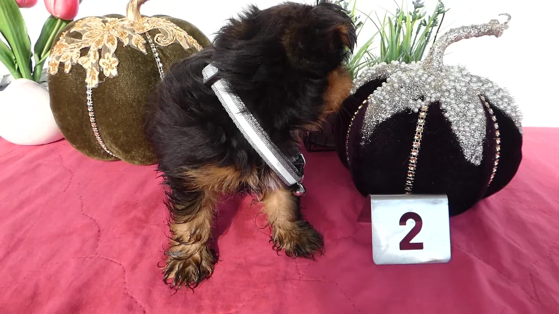 Yorkshire Terrier dogs for sale: Yorkshire Terrier 4 Thompson - Video 5