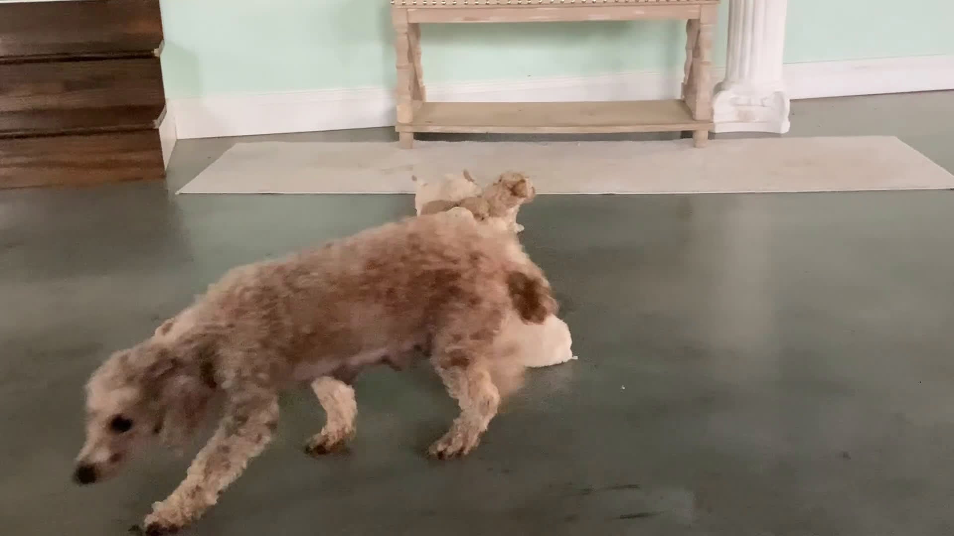 Maltipoo dogs for sale: Captain - Video 1