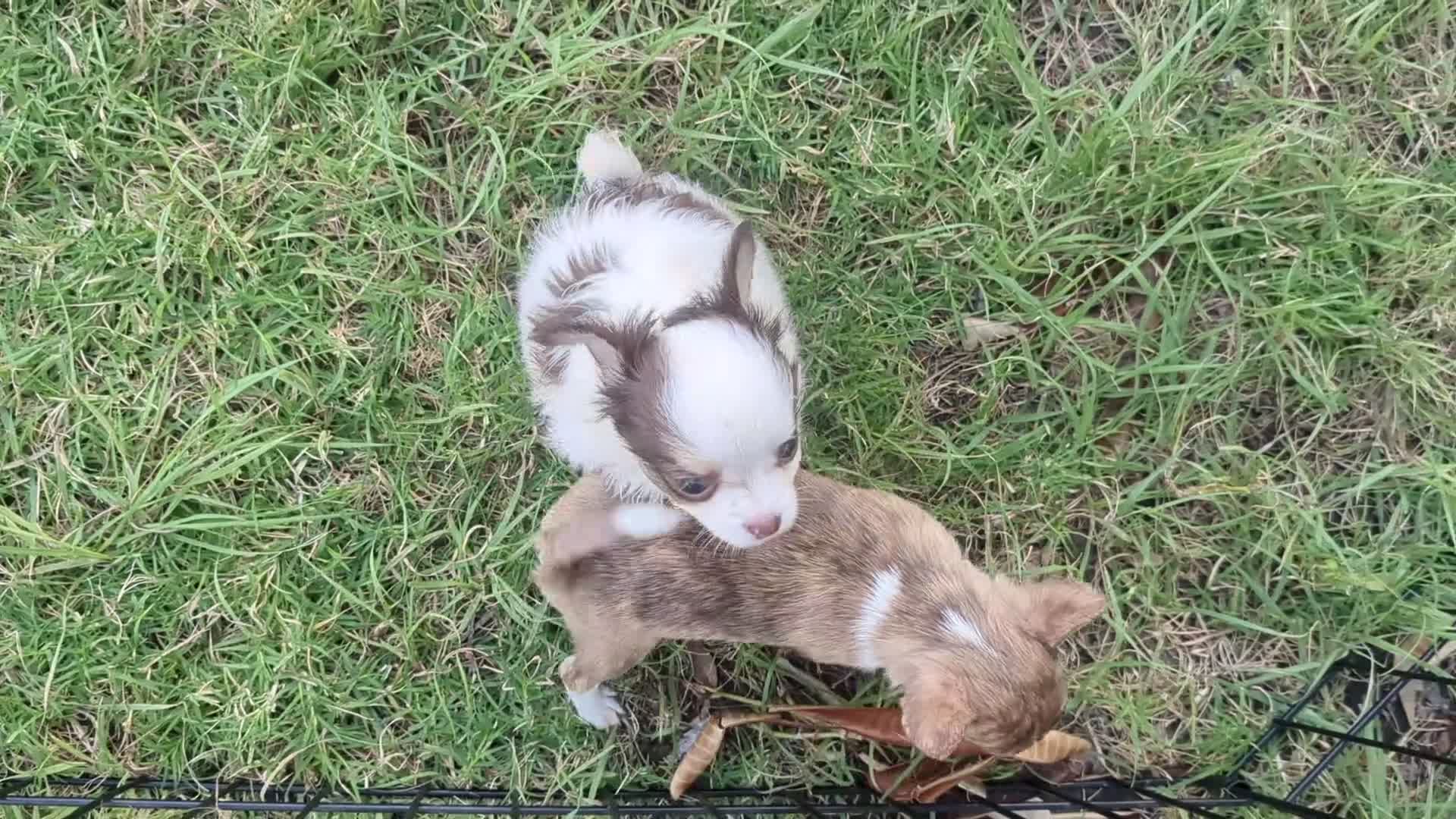 Chihuahua dogs for sale: Prince  Tiny LC  - Video 1