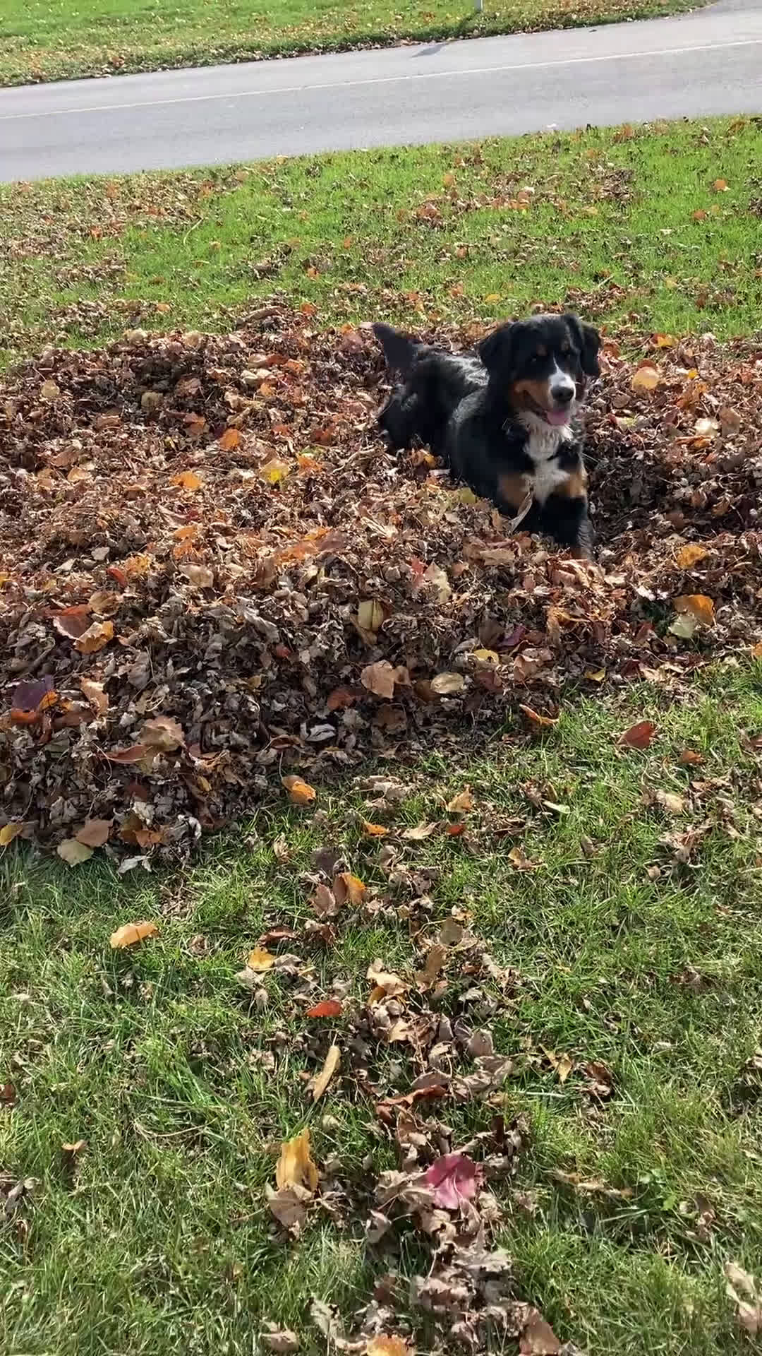 Bernese Mountain Dog dogs for sale: Bernese Mountain Dog Puppy 2 - Video 4