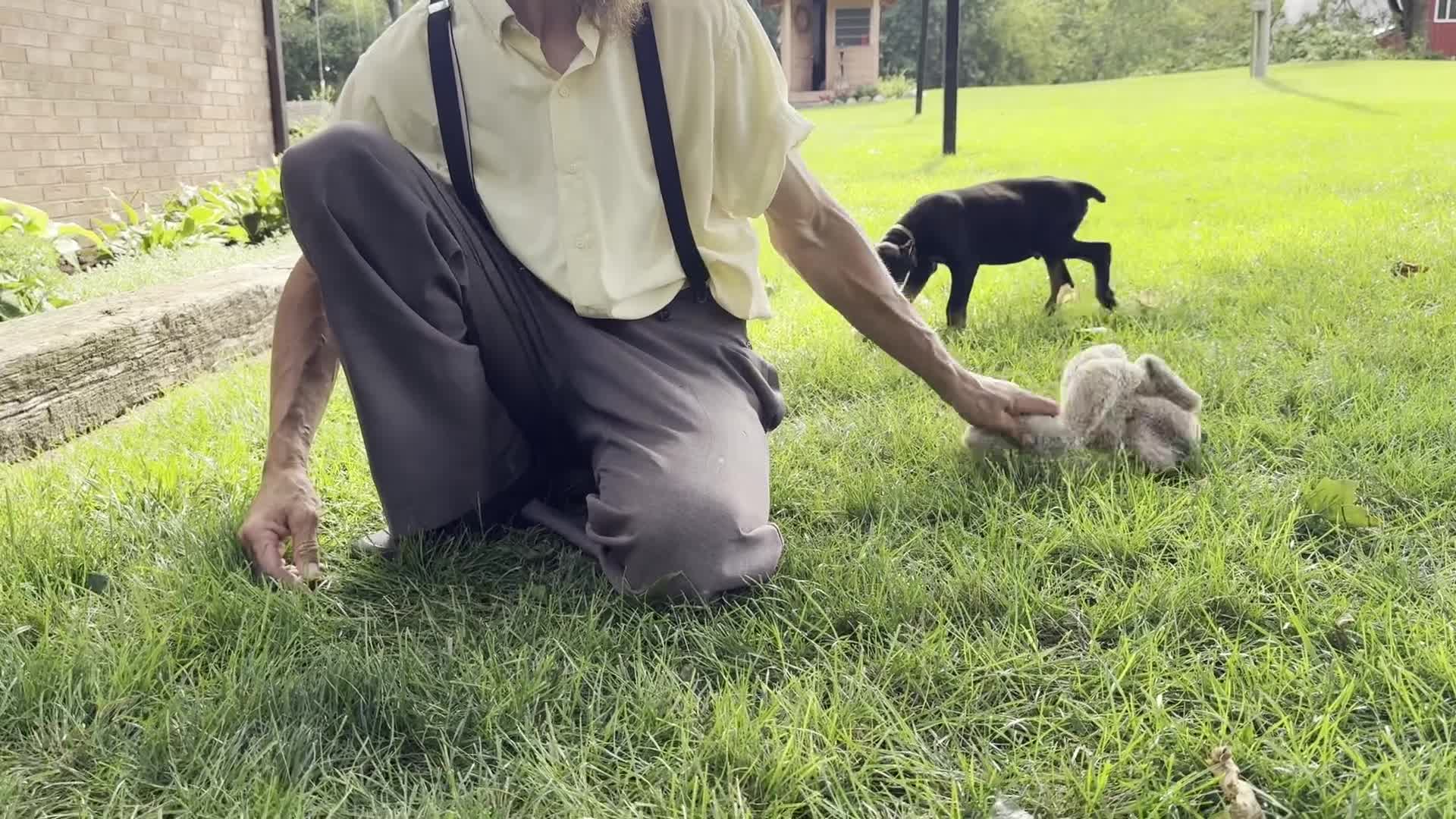 Doberman Pinscher dogs for sale: Ankor - Video 1