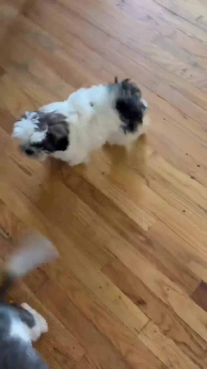 Shih Tzu dogs for sale: Shih Tzu 1 - Video 1