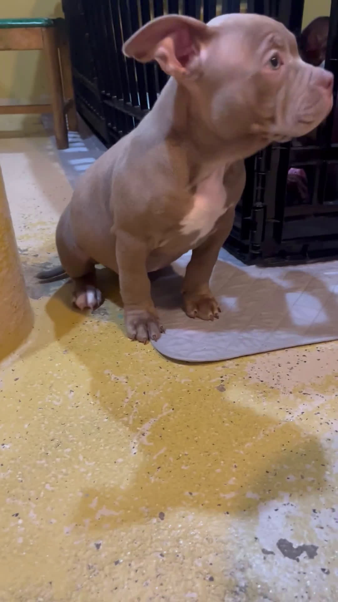 American Bully dogs for sale: American Bully Puppy 1 - Video 1