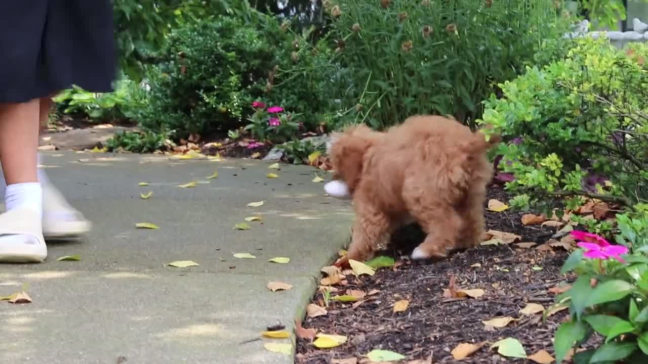 Cavapoo dogs for sale: Gracie - Video 1