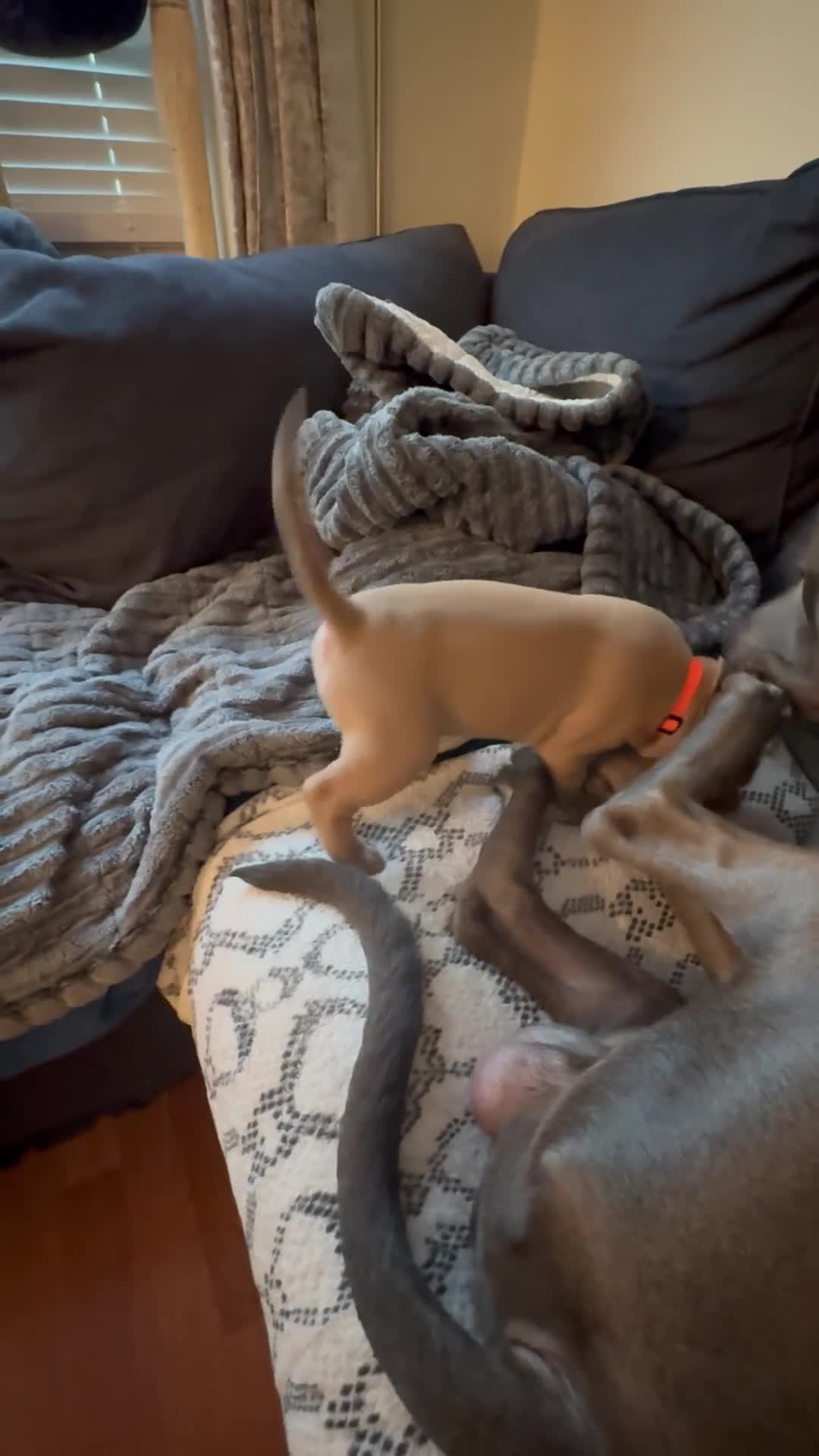 Mixed Breed dogs for sale: Blue - Video 9