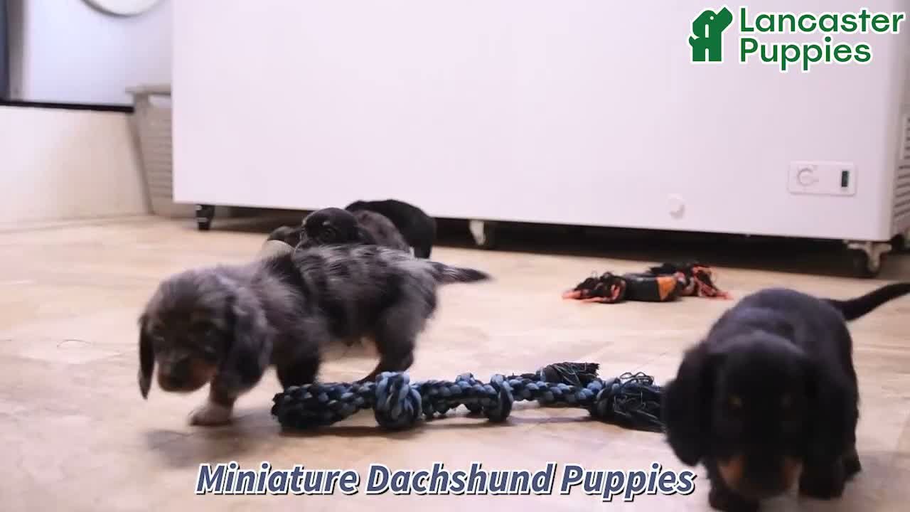 Miniature Dachshund dogs for sale: Iyla - Video 1