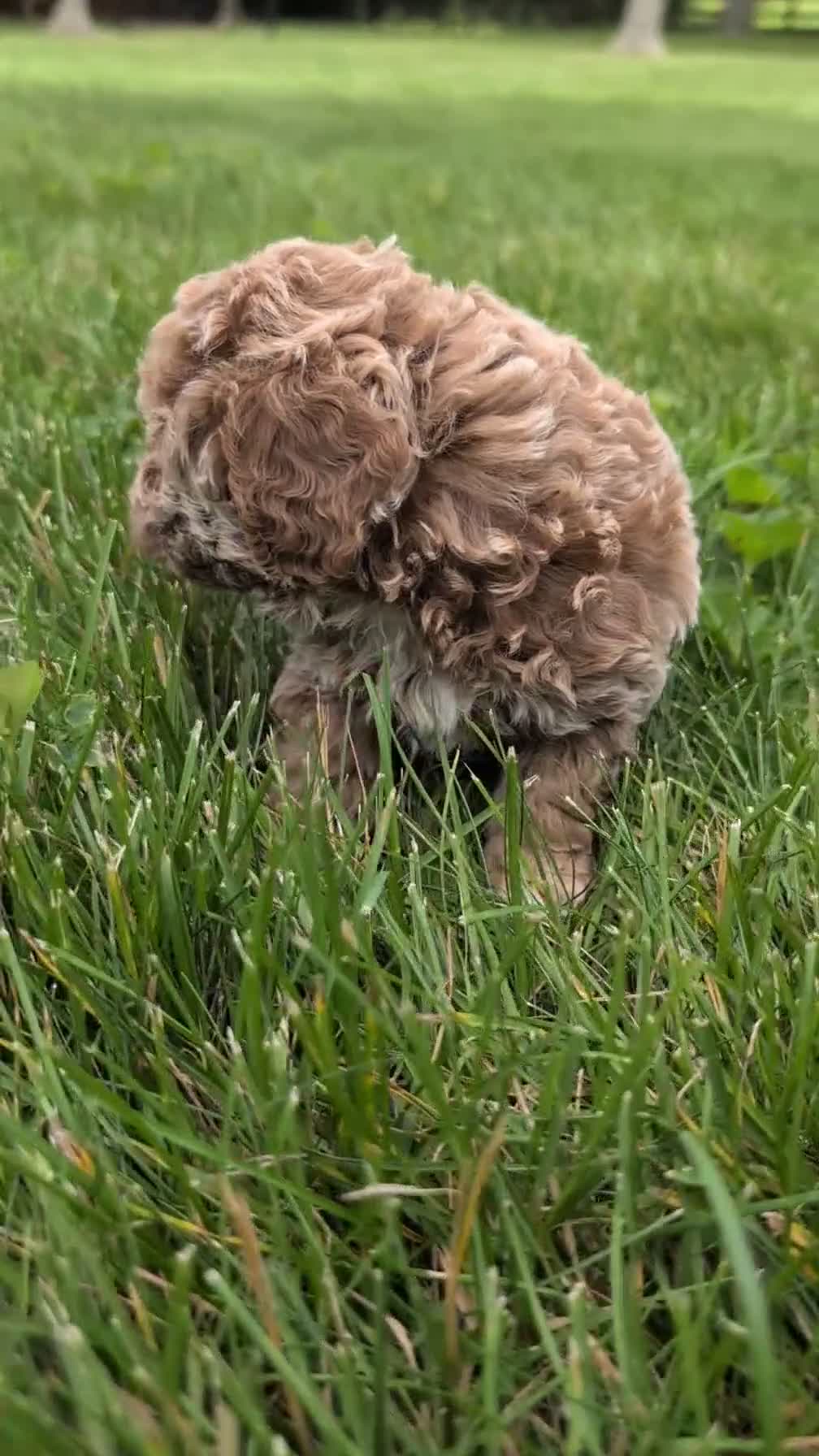 Miniature Poodle dogs for sale: Ruby - Video 1