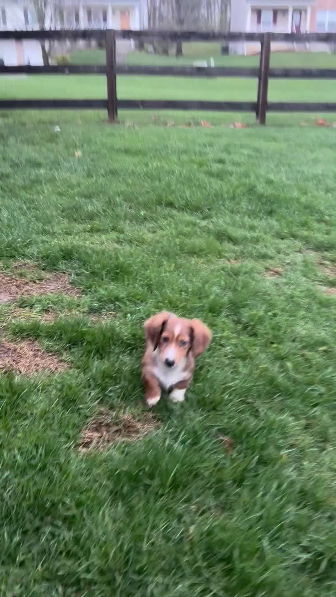 Dachshund dogs for sale: Dachshund Puppy 1 - Video 2