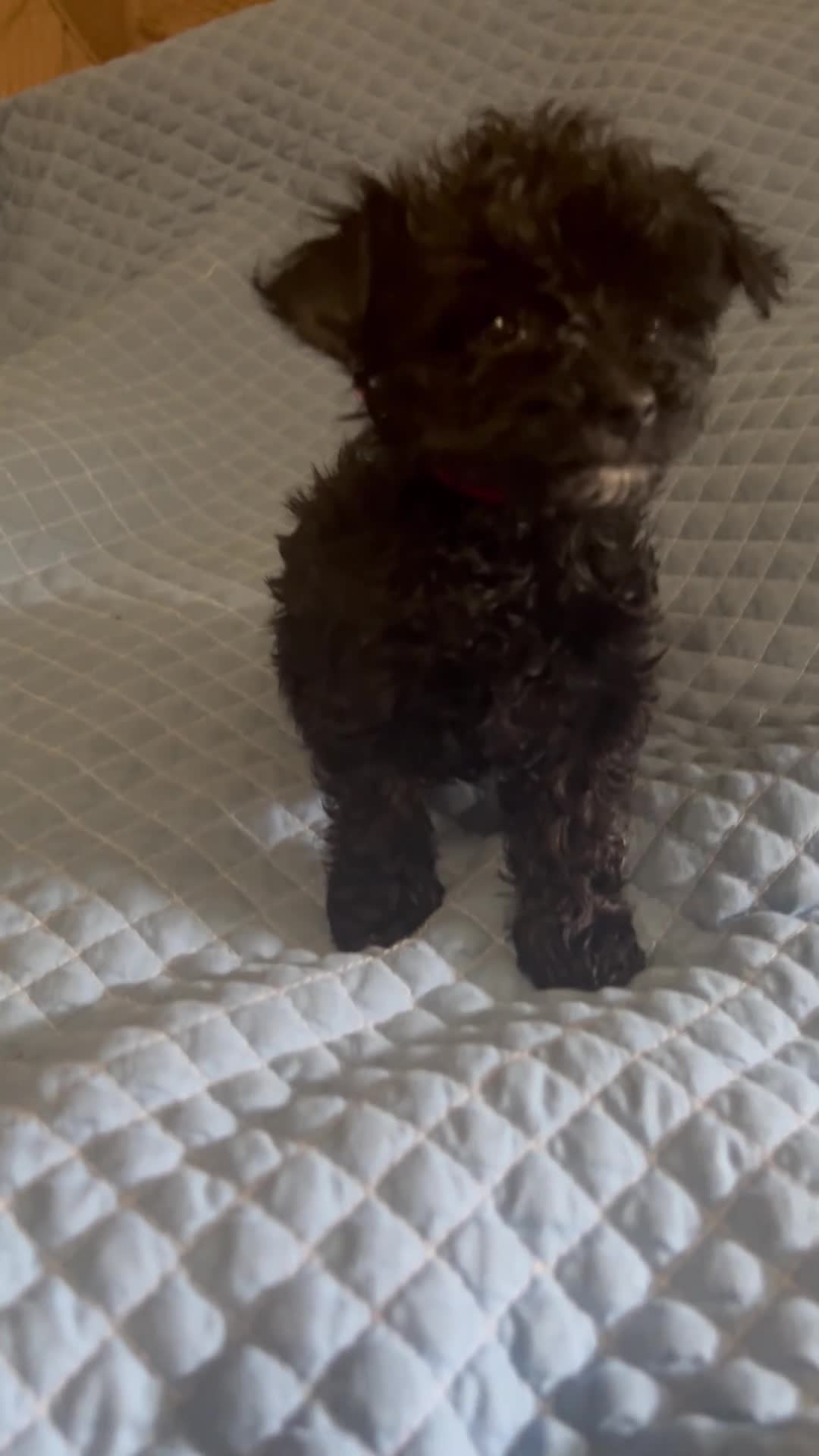 Yorkiepoo dogs for sale: Yorkiepoo 1 - Video 2