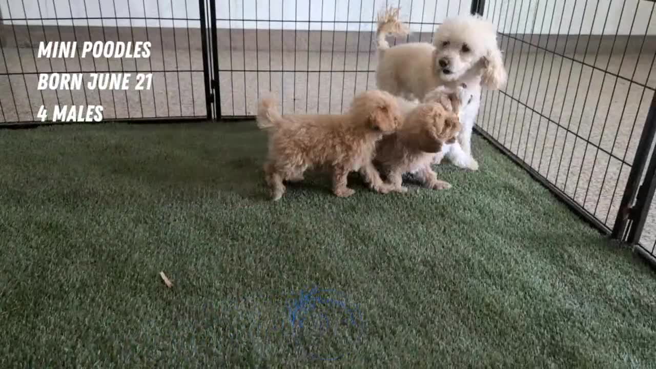 Miniature Poodle dogs for sale: Max - Video 3